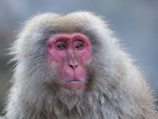 Snow monkey or Japanese Macaque in hot spring onsen