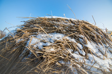 hay in the snow