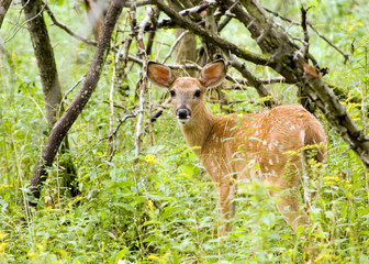 Whitetail Deer Fawn