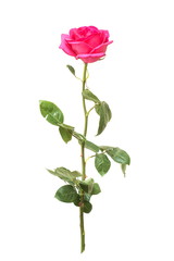 Pink rose with green leaves on a white background isolated