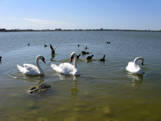 Fototapeta premium swan
