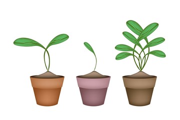 Brussels Prouts Plants in Ceramic Flower Pots