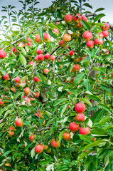 Apple trees Falstaff - orchard