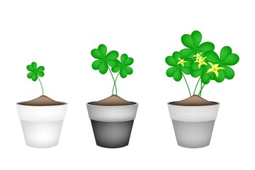 Fresh Water Clover Plant in Ceramic Flower Pots