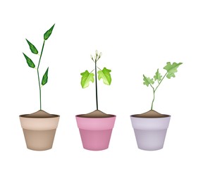 Three Green Eggplant Tree in Ceramic Pots