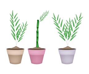 Three Bamboo Tree in Ceramic Flower Pots