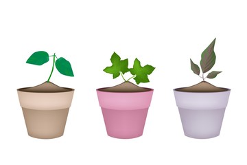 Three Ornamental Trees in Ceramic Flower Pots