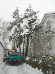Baumfällen einer hohen verschneiten Tanne mit Kranwagen