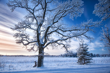 Fototapeta na wymiar Tree in winter landscape