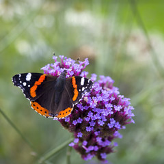 Beautiful butterfly in the Garden