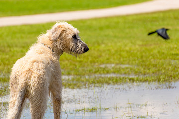 Dogs playing in a wet park