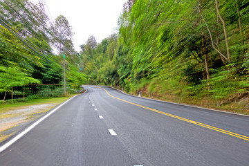 The road through the forest