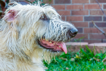 Wheaton Irish Wolfhound