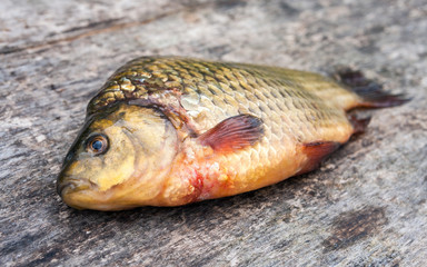 Raw freshwater fish carp on a wooden board