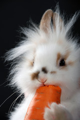 fluffy rabbit with carrot on a black background - 74852038