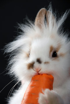 fluffy rabbit with carrot on a black background