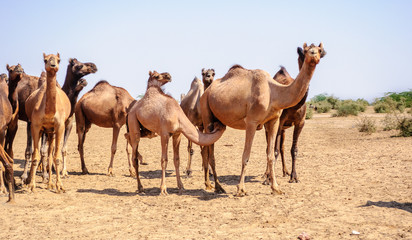 Fototapeta na wymiar Herd of Indian Camels, Camelus dromedarius,