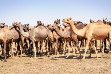 Herd of Indian Camels, Camelus dromedarius,