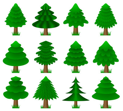 vector conifers with grass, coniferous trees