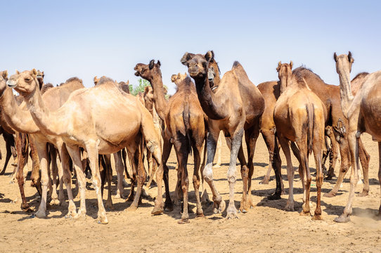 Herd Of Indian Camels, Camelus Dromedarius,