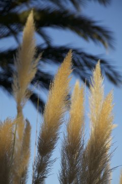 Mediterane Flora