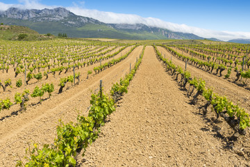 Fototapeta na wymiar Vineyard at Rioja Alavesa, Basque Country (Spain)