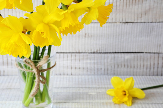 Beautiful fresh yellow daffodils