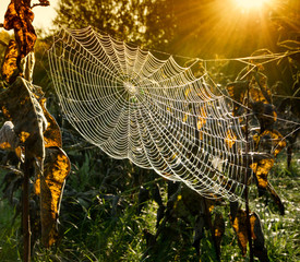 Spider's web