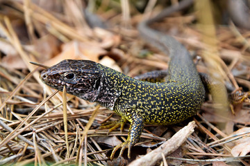 Grey-yellow lizard on dry needles close up