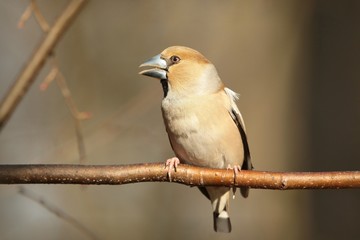 Grosbeak (Coccothraustes coccothrautes) on a twig