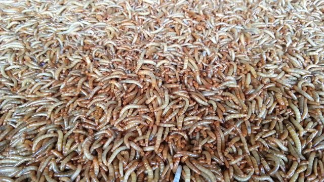 Mealworm is a food for bird and fish
