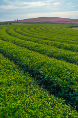 Tea field pattern