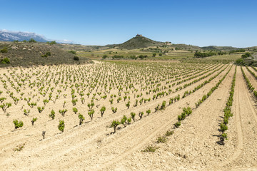 Fototapeta na wymiar Vineyards at La Rioja (Spain)