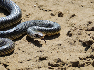 Dolichophis caspius. Желтобрюхий полоз.