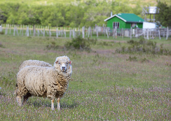 Merino sheep on a small farm, Patagonia