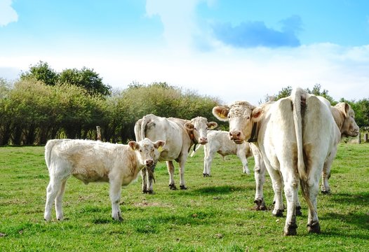 Mutterkuhhaltung, - kleine Herde Charoais Kühe mit Kälber