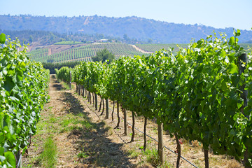 Casablanca valley vineyard, Chile