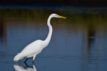 Great Egret Hunting for Fish in Autumn