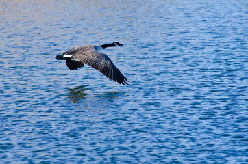 Canada Goose Flying Over the Lake