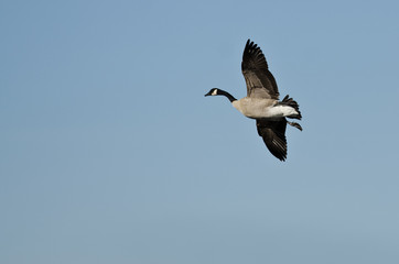 Fototapeta na wymiar Lone Canada Goose Flying in a Blue Sky