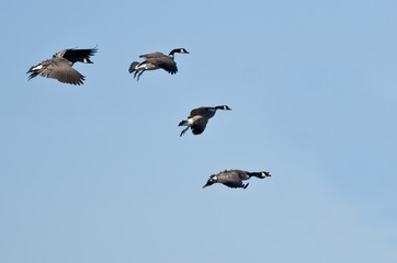 Flock of Canada Geese Flying in a Blue Sky