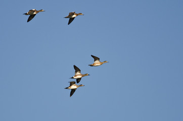 Flock of American Wigeons Flying in a Blue Sky