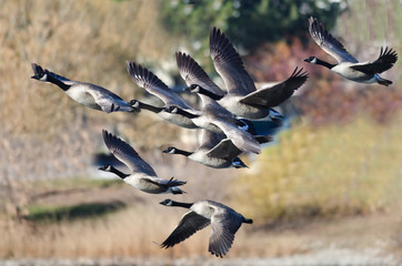 Canada Geese Flying Across the Autumn Woods