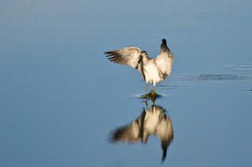 Sandpiper Landing While Carrying a Fish