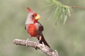 Pyrrhuloxia (Cardinalis sinuatus)