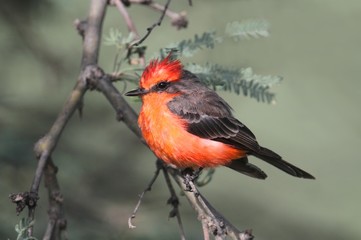 Fototapeta premium Vermilion Flycatcher (Pyrocephalus rubinus)