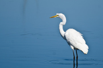 Great Egret Hunting for Fish