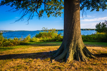 Tree and the Back River at Cox Point Park, Essex, Maryland.