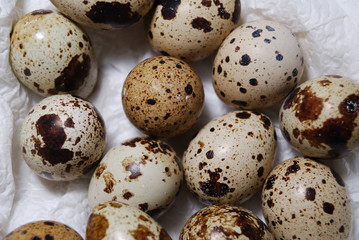 Fototapeta premium Uova di quaglia