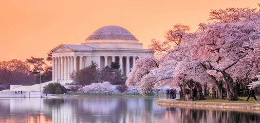 Papier Peint photo Lieux américains le Jefferson Memorial pendant le Cherry Blossom Festival